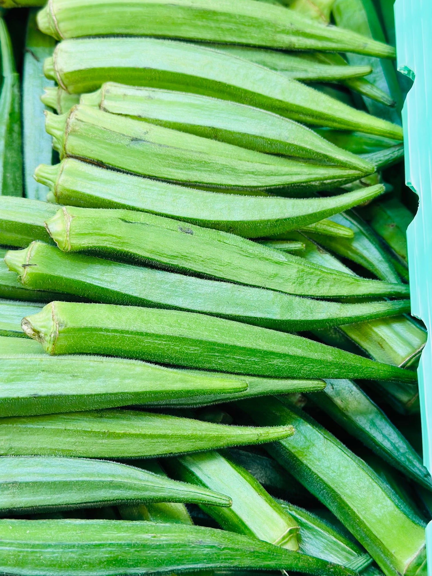 秋葵 称重 okra per lb