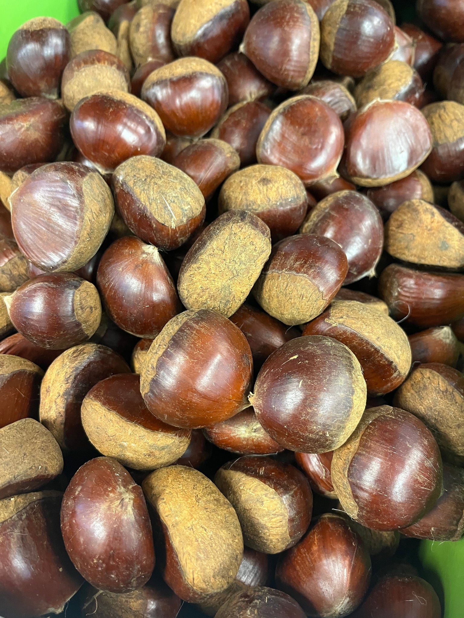 新鲜栗子 chestnut per LB