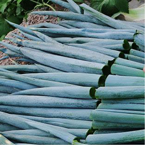 大葱叶 Green Onion Leaves 3.00/ bag