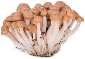 松茸菇/brown shimeji mushroom