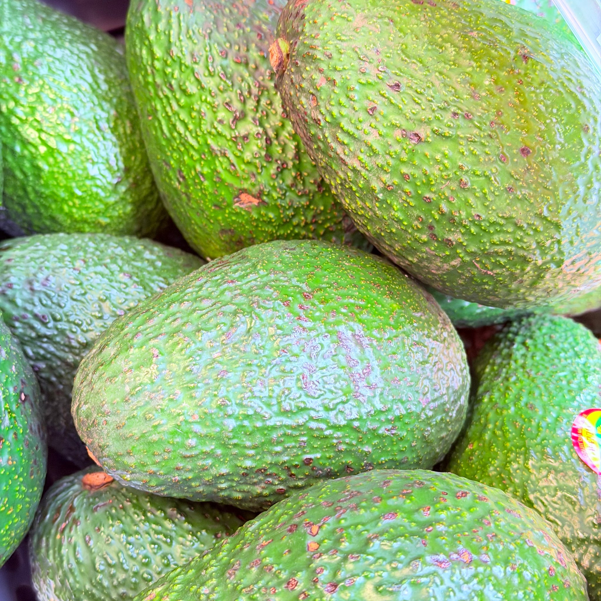 牛油果 1个 Avocado per each