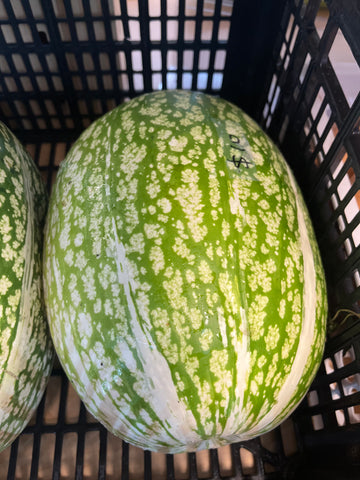 Shark fin melon per each 鱼翅瓜 1个