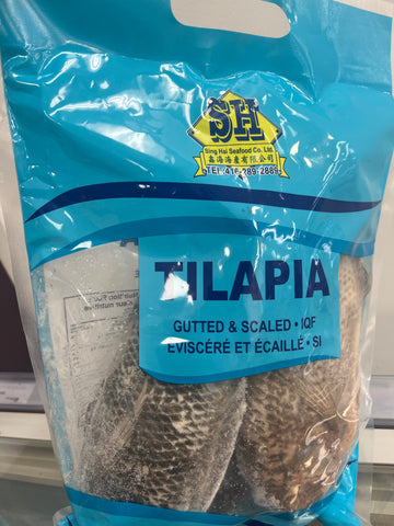 SH Tilapia 罗非鱼